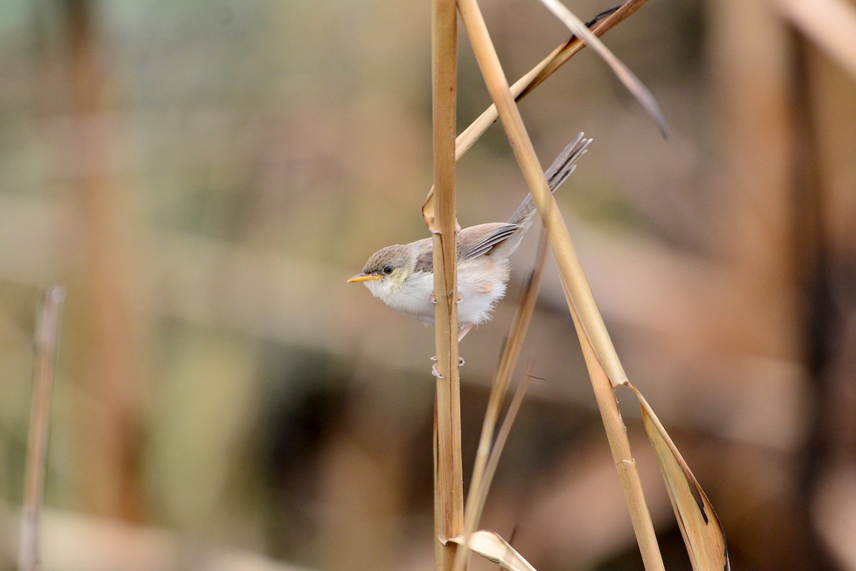 Graceful/Delicate Prinia - ML409504661