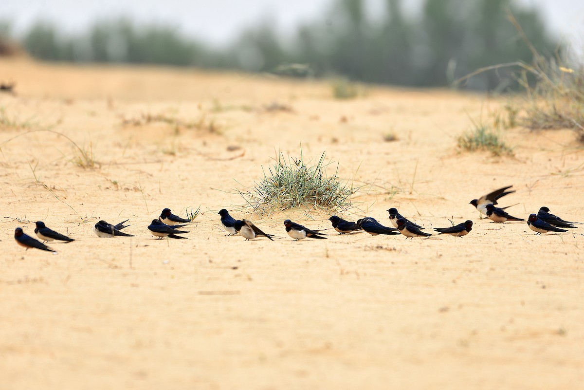 Асрын хараацай - ML409504711