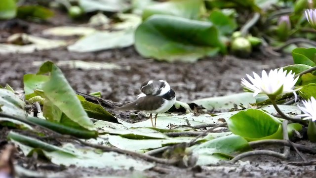 Three-banded Plover - ML409505351