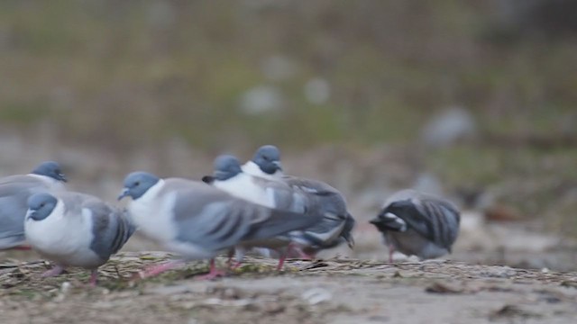 Snow Pigeon - ML409505391