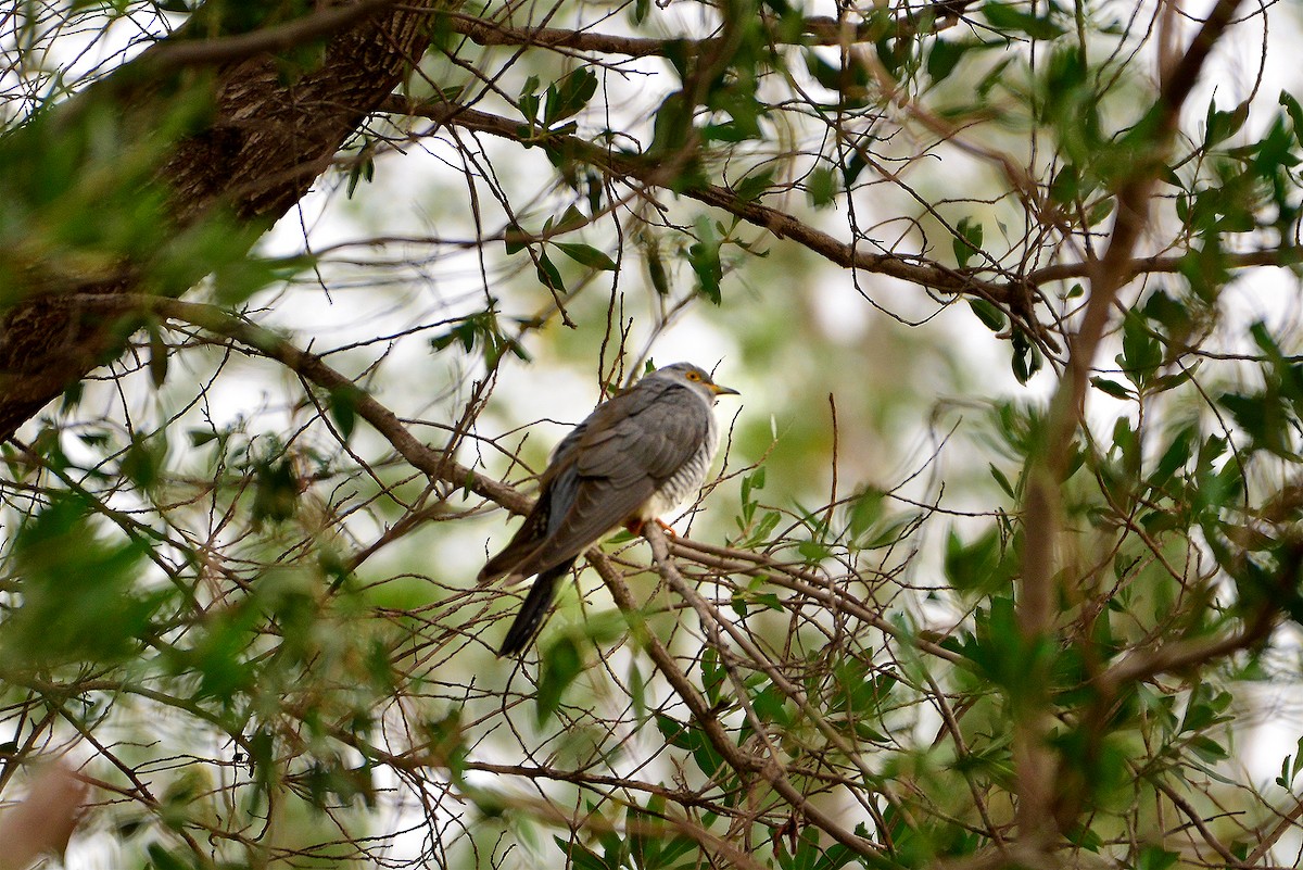 Common Cuckoo - ML409505411