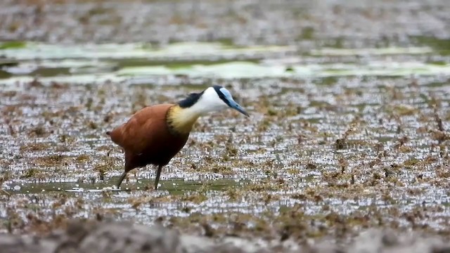 Jacana à poitrine dorée - ML409505481