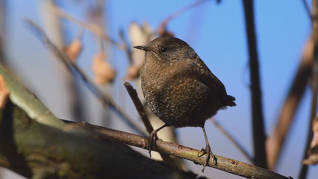 Eurasian Wren - ML409505491