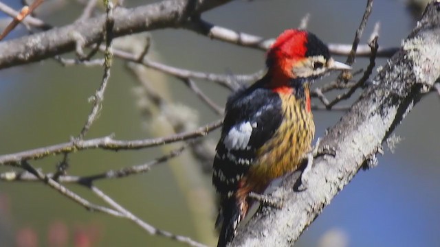 Crimson-naped Woodpecker - ML409505531