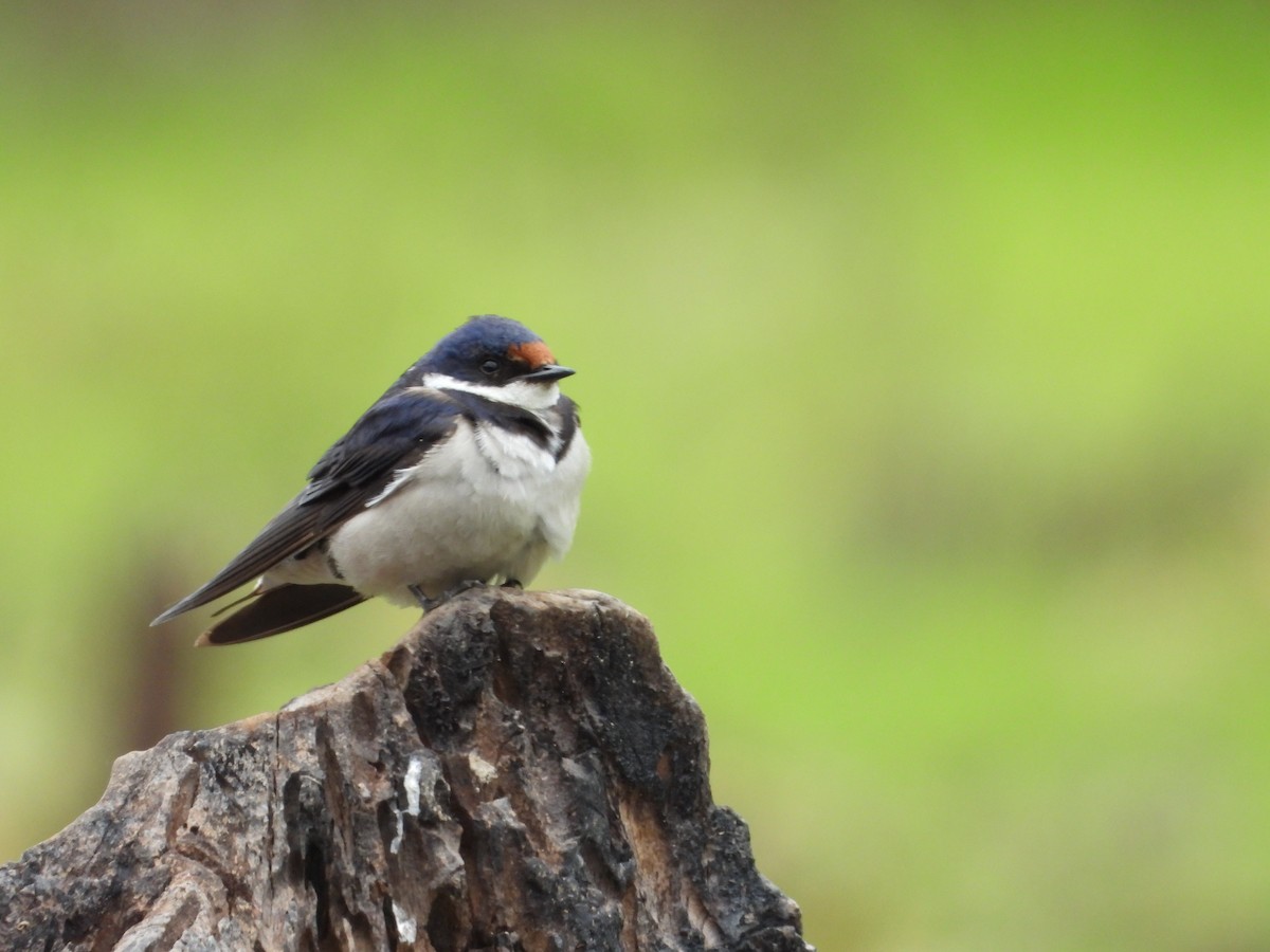 White-throated Swallow - ML409505631