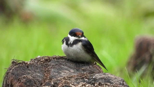 Golondrina Gorjiblanca - ML409505771