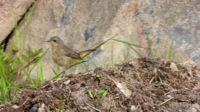 Cape Robin-Chat - ML409506061