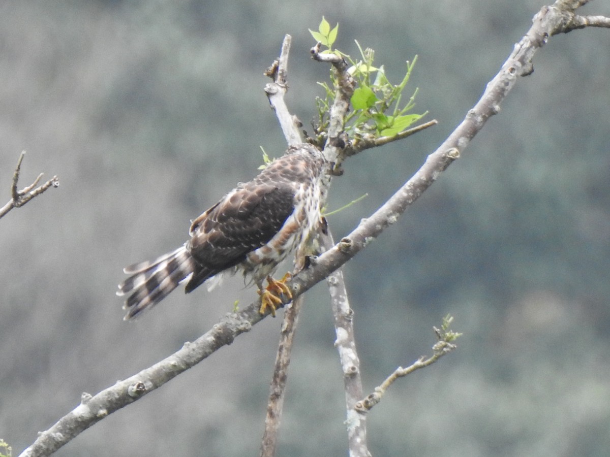 Crested Goshawk - ML409506601