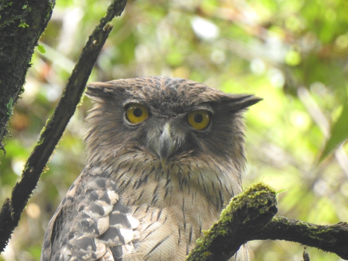 Brown Fish-Owl - KARTHIKEYAN R