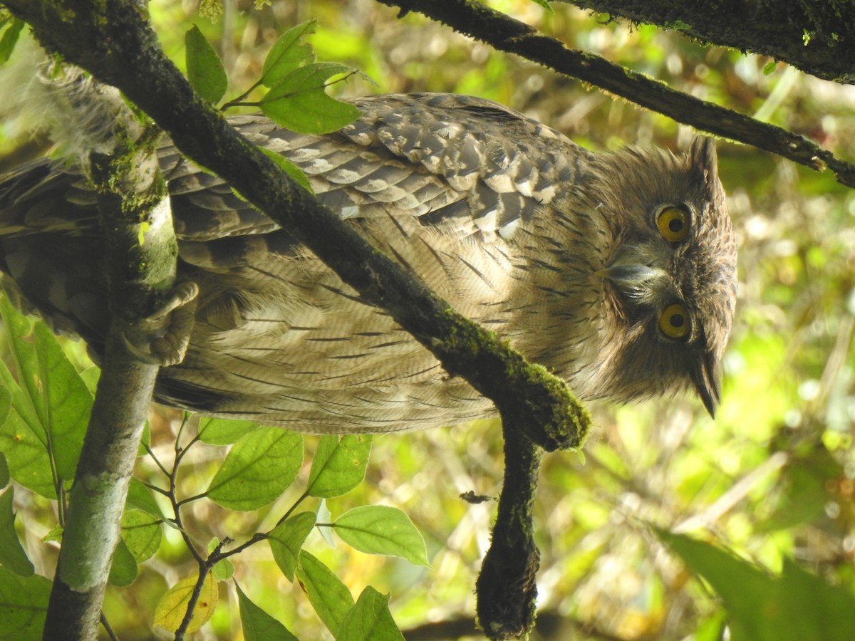 Brown Fish-Owl - KARTHIKEYAN R