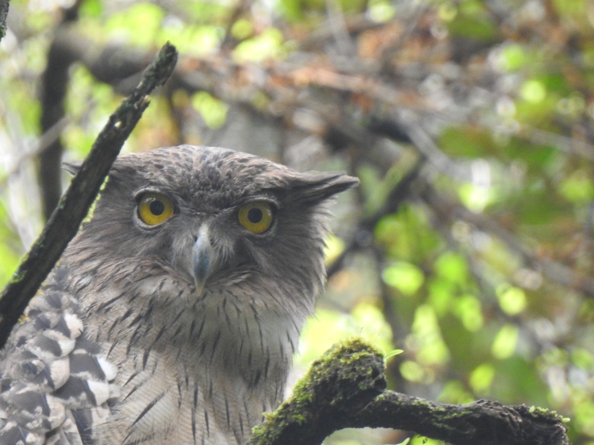 Brown Fish-Owl - KARTHIKEYAN R