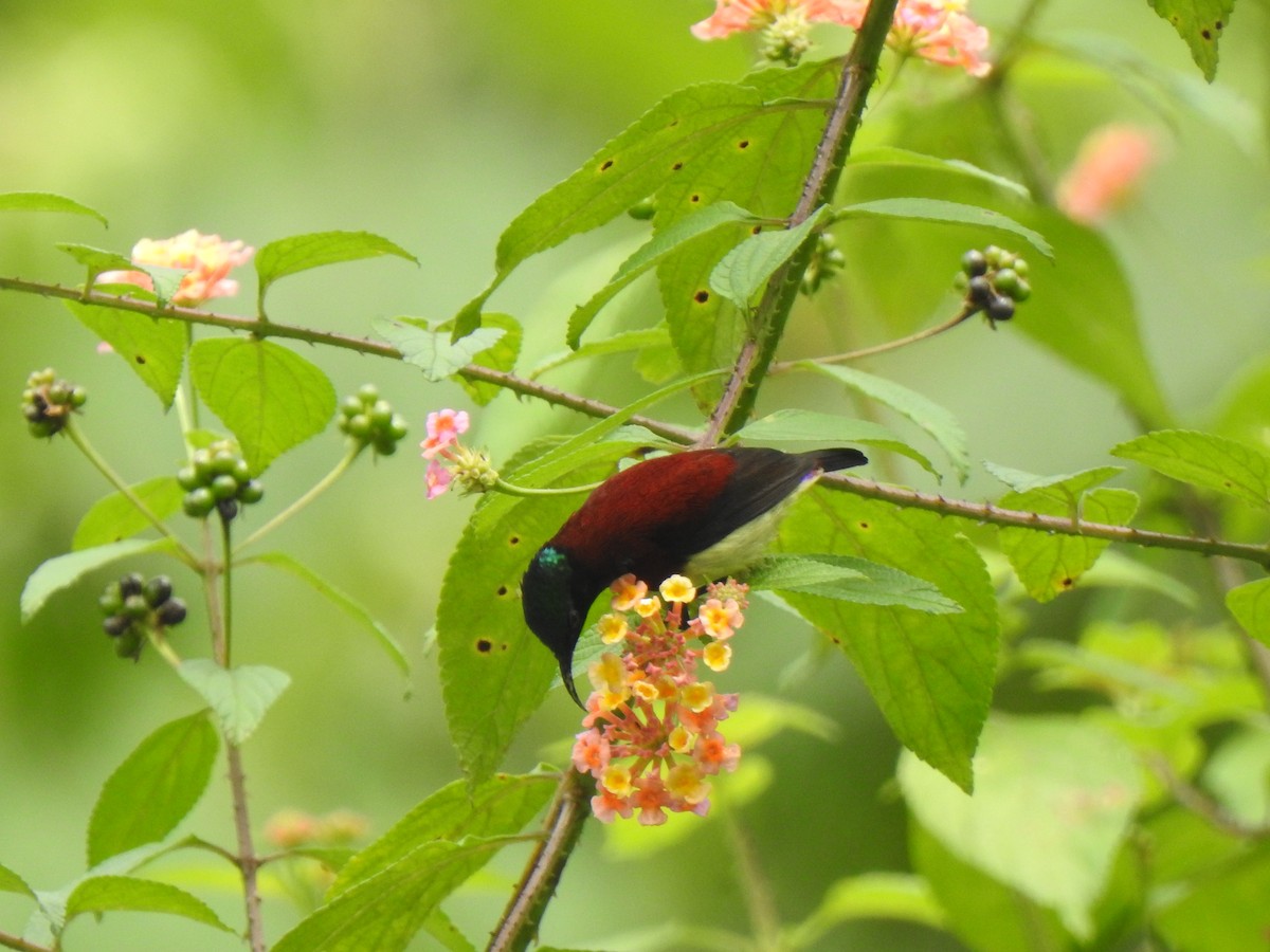 Crimson-backed Sunbird - ML409506711