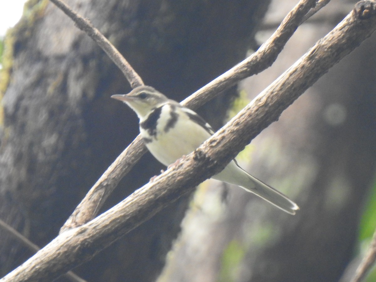 Forest Wagtail - KARTHIKEYAN R