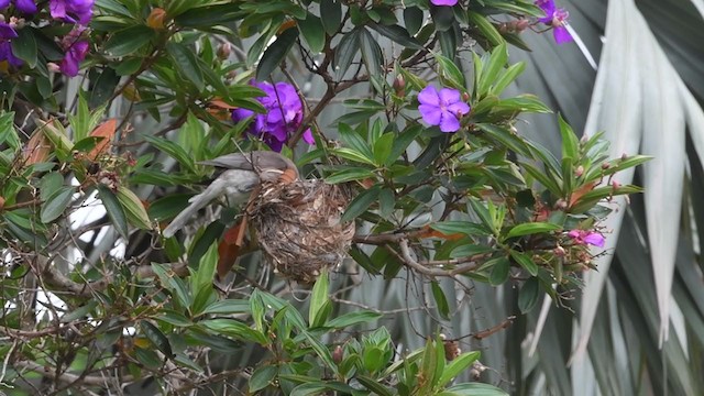 Noisy Friarbird - ML409507011