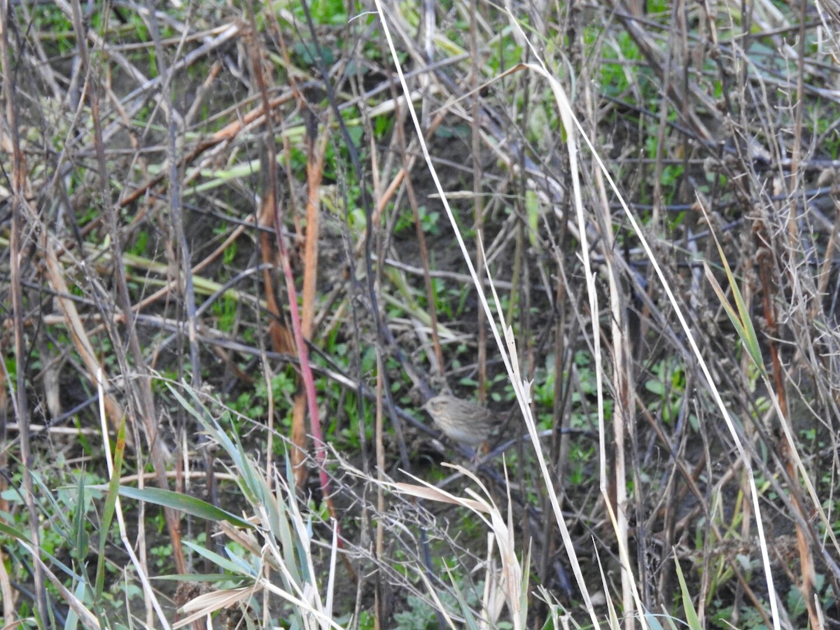 Lincoln's Sparrow - ML40950731