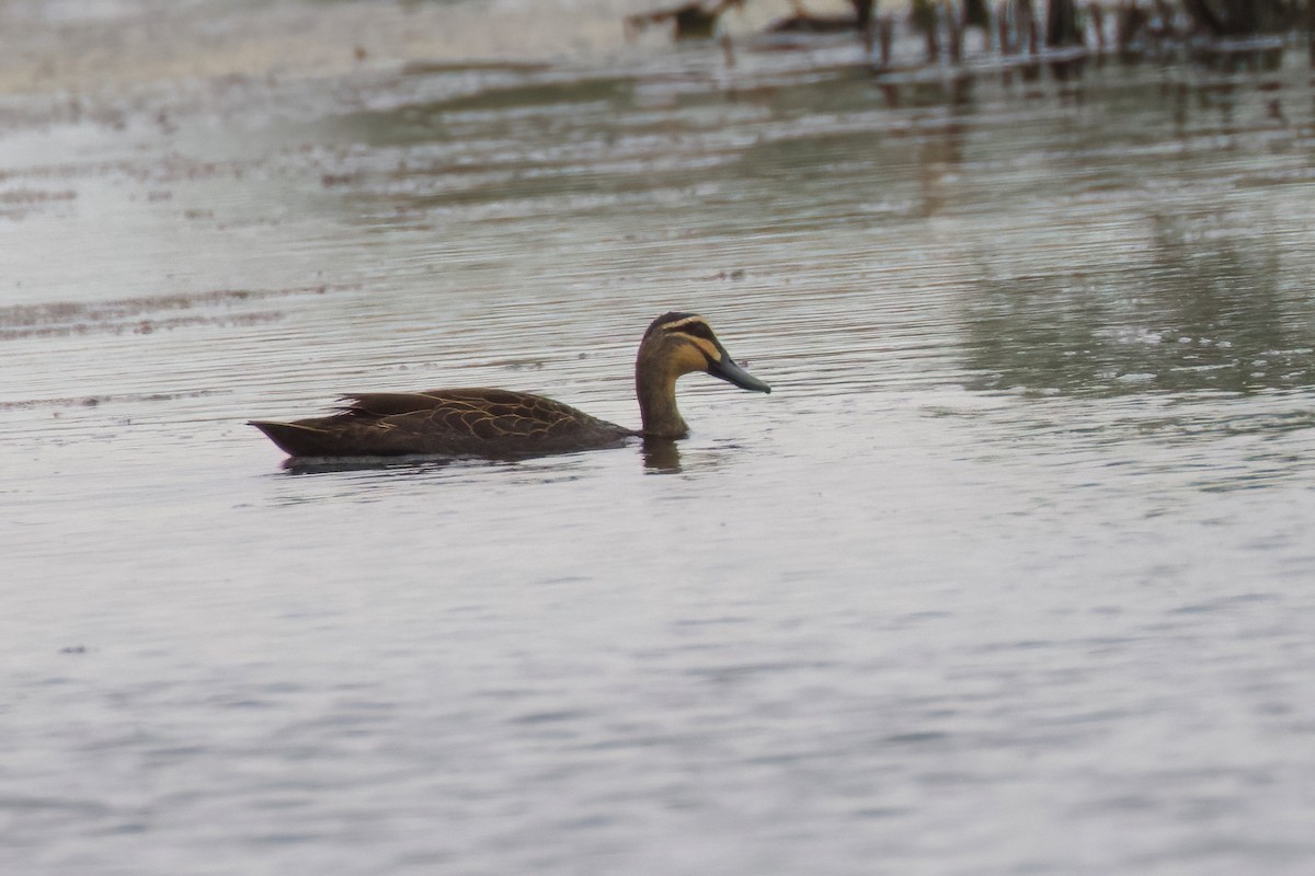 Pacific Black Duck - Dennis Devers