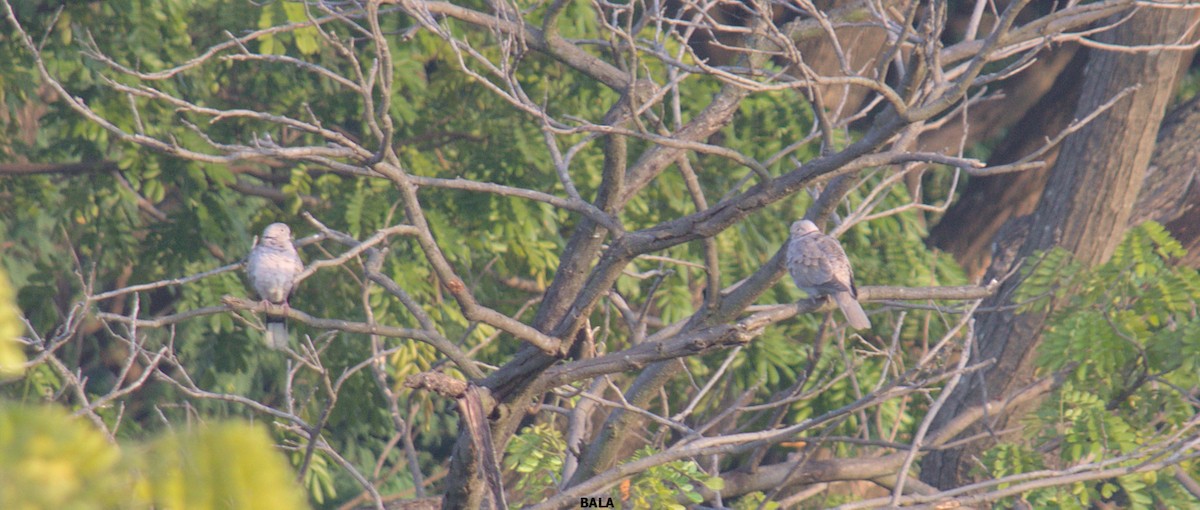 Eurasian Collared-Dove - ML409508831