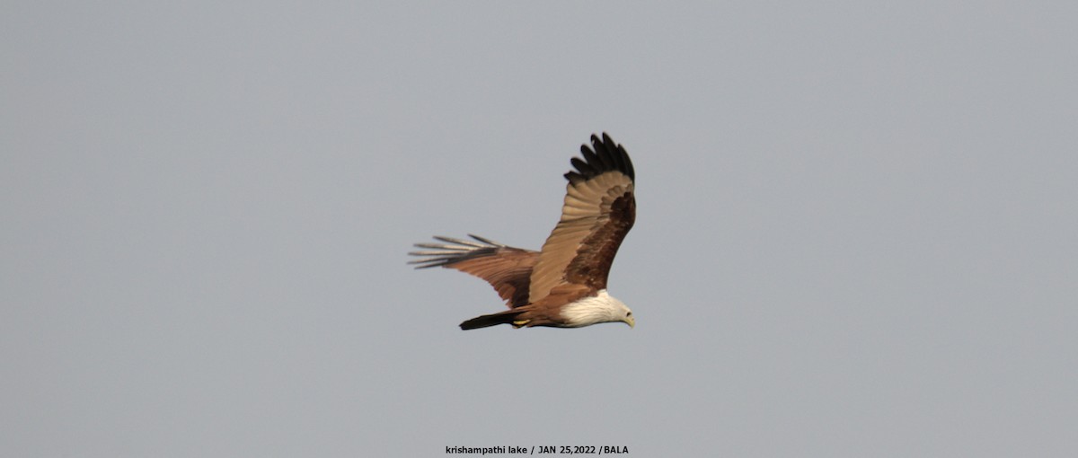 Brahminy Kite - ML409508951