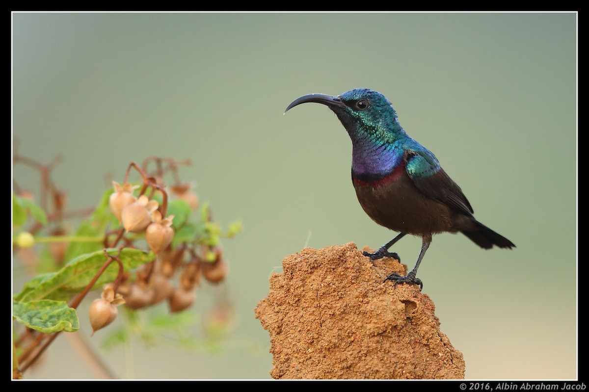 Loten's Sunbird - Albin Jacob