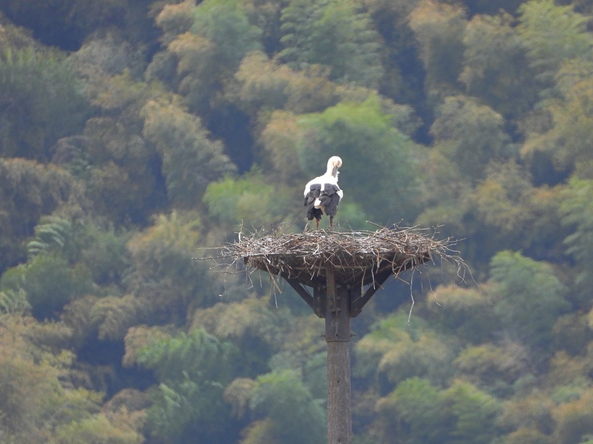 Oriental Stork - ML409509141