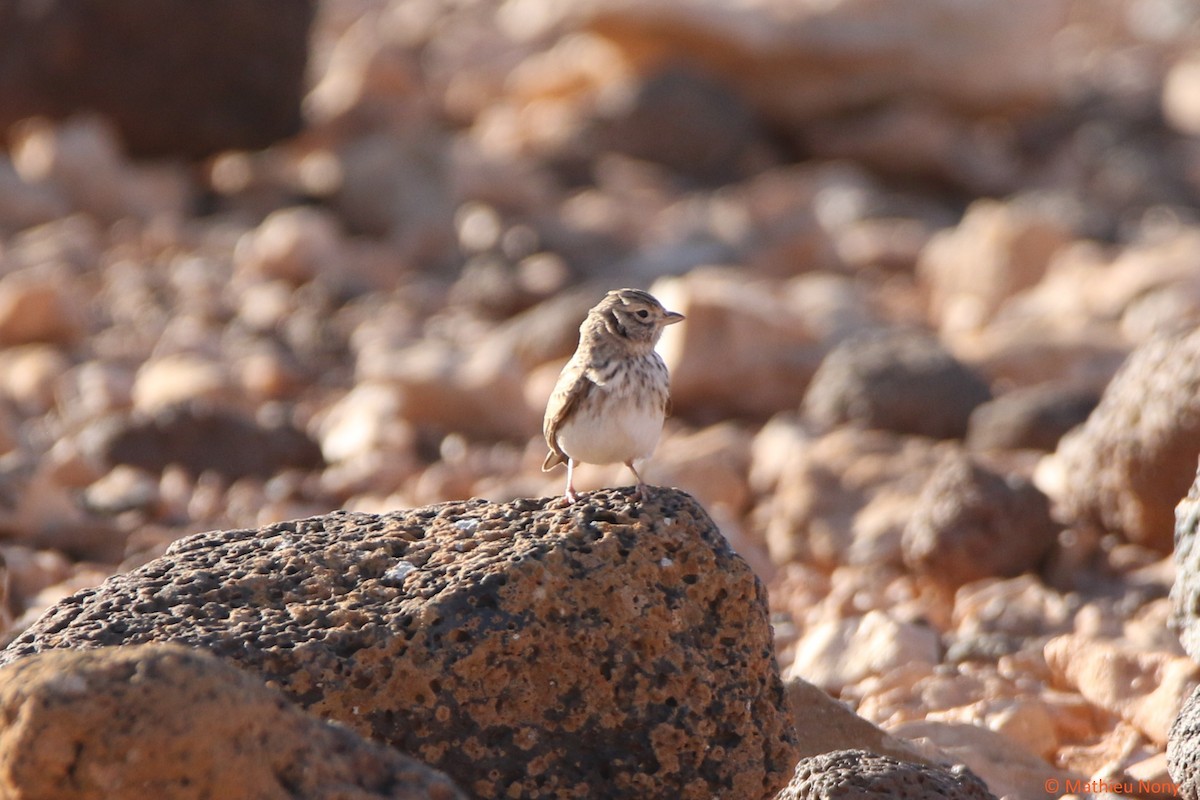 Mediterranean Short-toed Lark - ML409509521