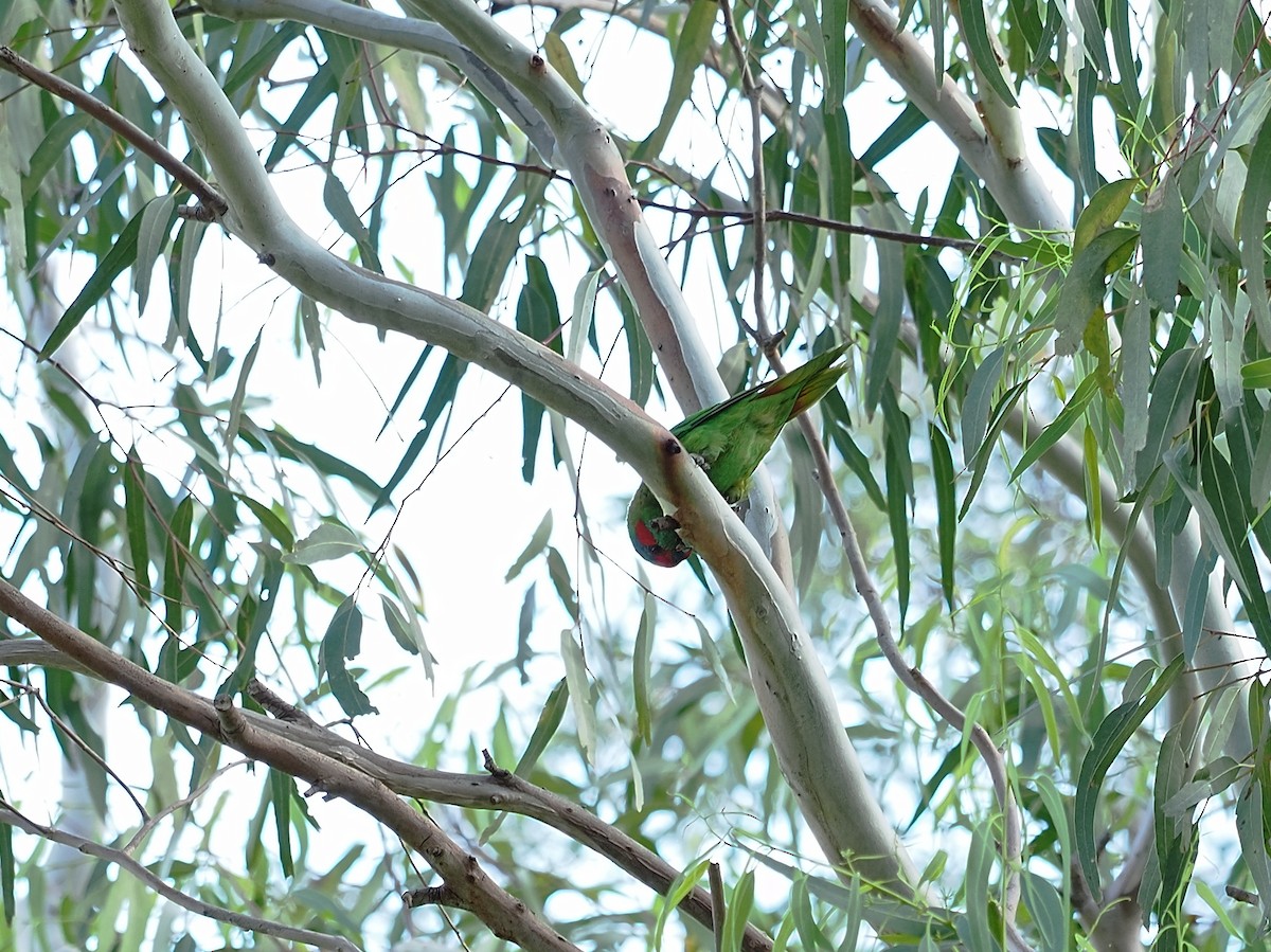 Musk Lorikeet - Mick Phillips