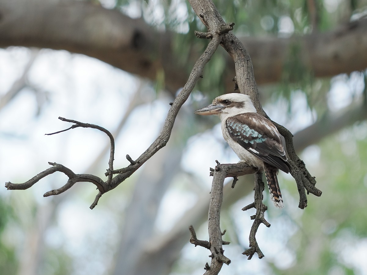 Laughing Kookaburra - Mick Phillips