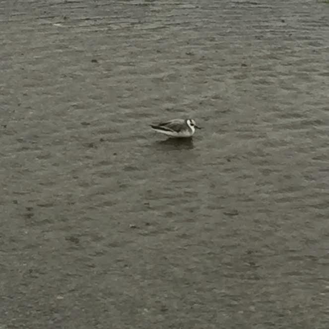 Red Phalarope - ML40951241