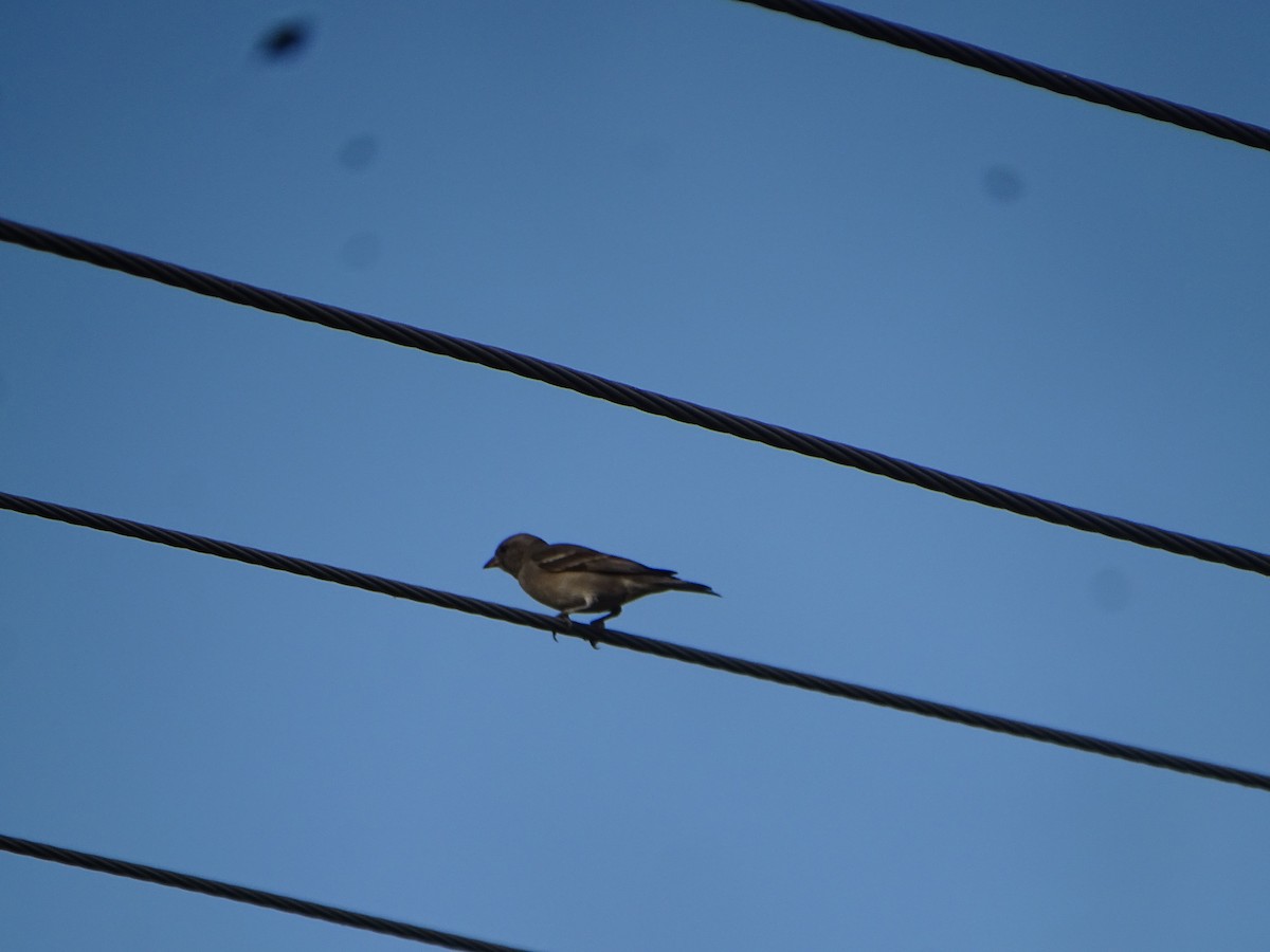 Yellow-throated Sparrow - ML409512901