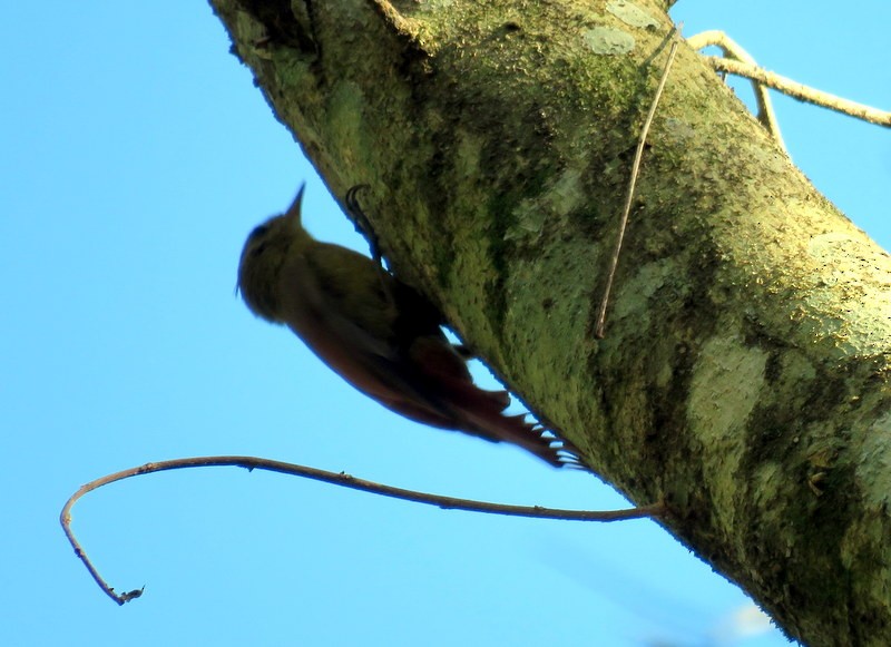 Olivaceous Woodcreeper - ML409513441