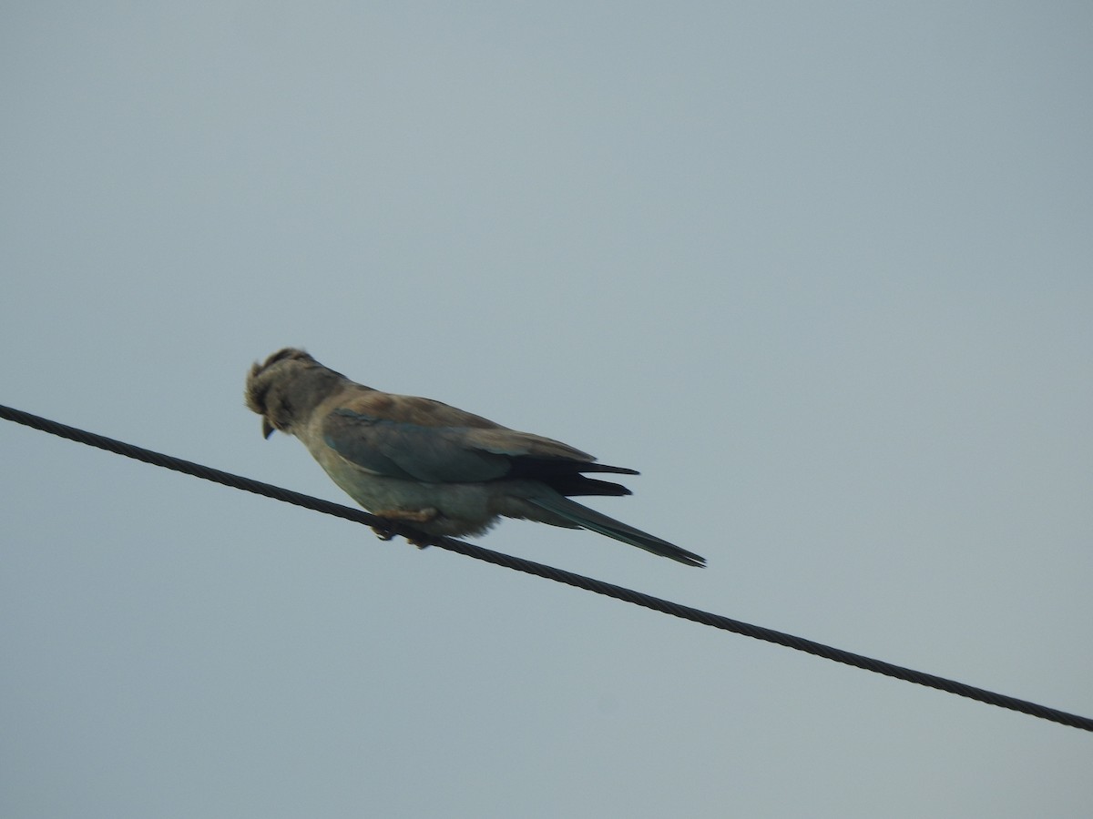 European Roller - KARTHIKEYAN R