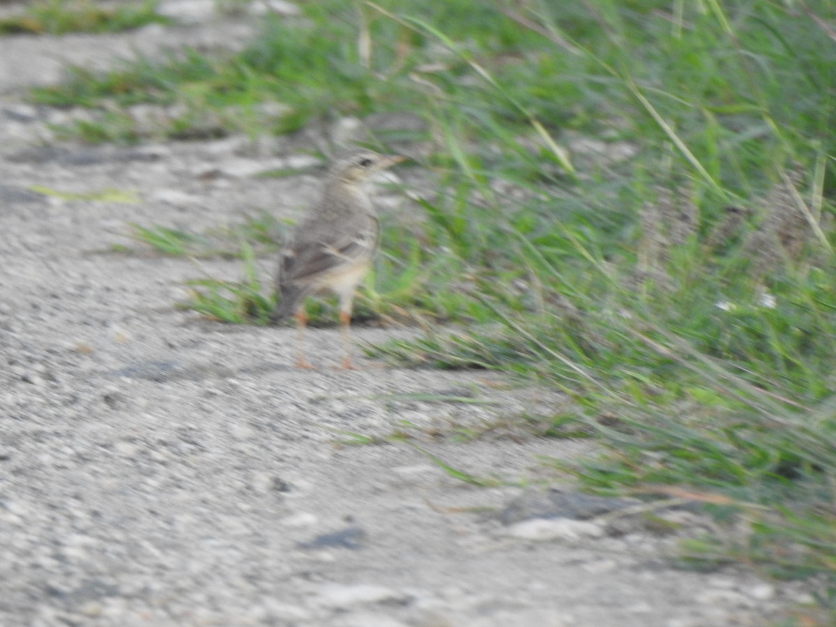 Tawny Pipit - ML409514741