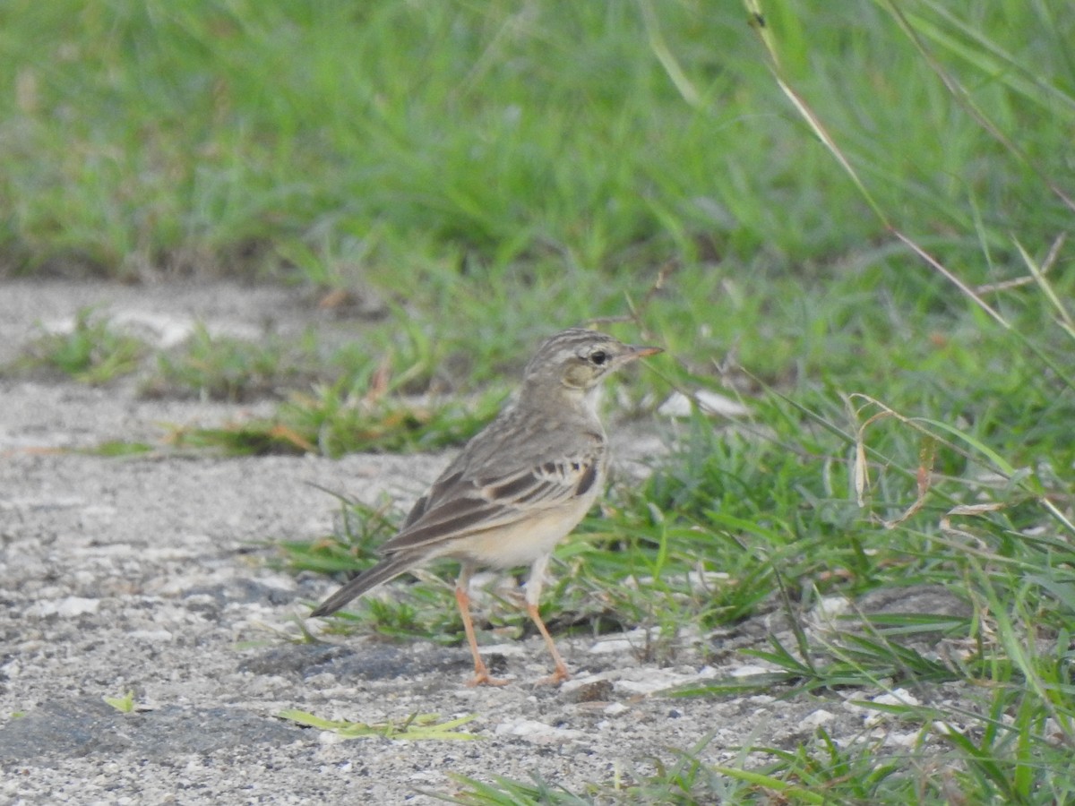 Tawny Pipit - ML409514761