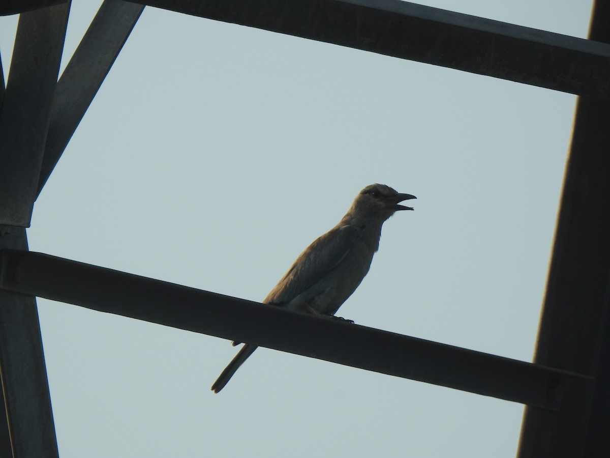 European Roller - KARTHIKEYAN R