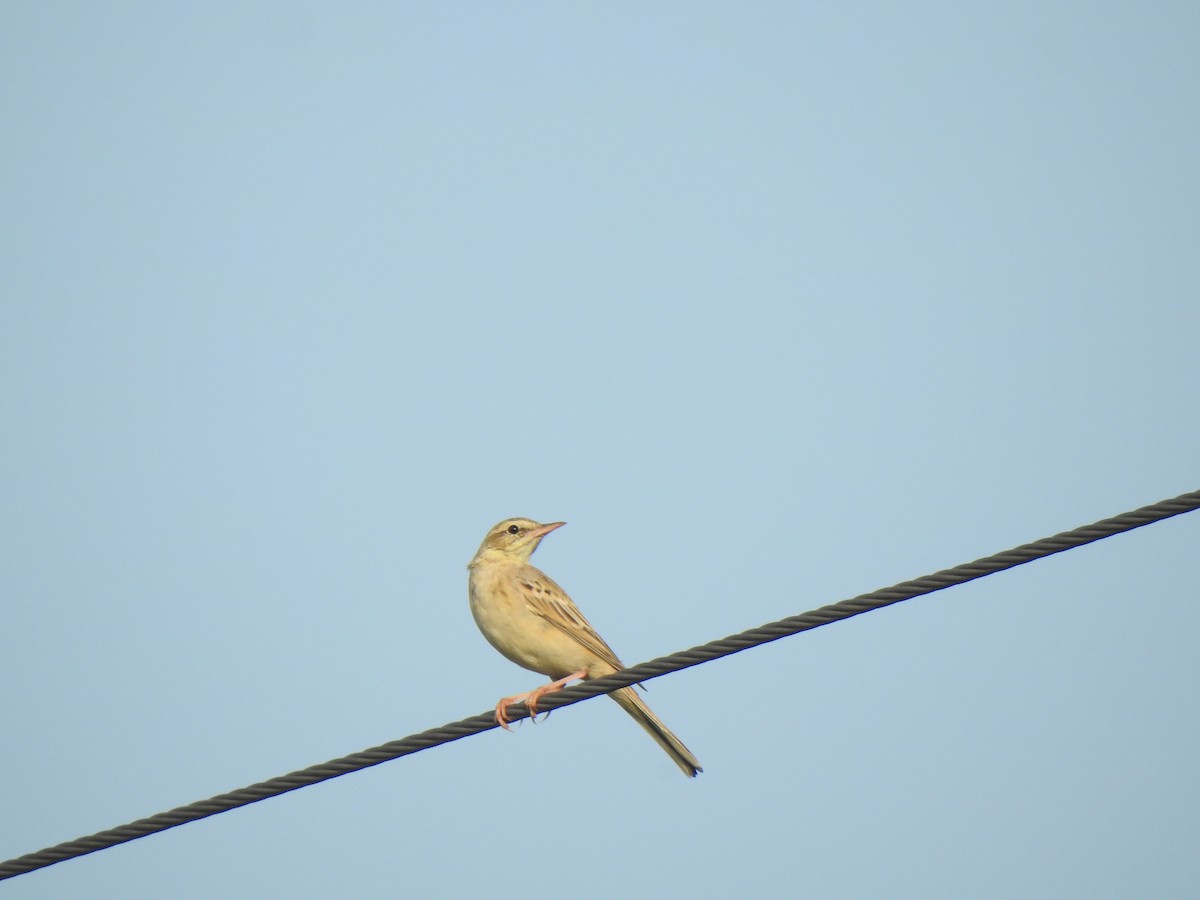 pipit sp. - KARTHIKEYAN R