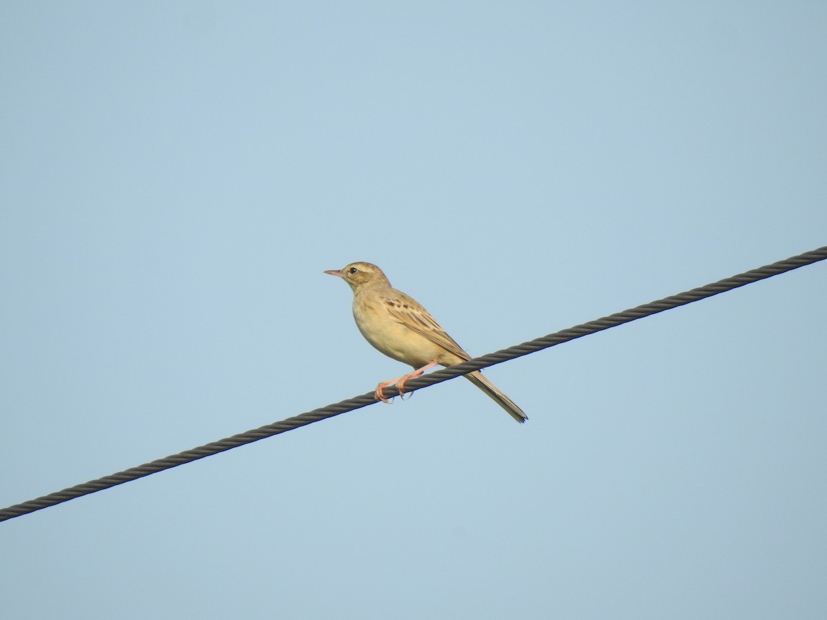 pipit sp. - KARTHIKEYAN R