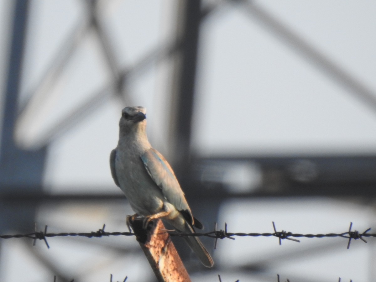 European Roller - ML409515271