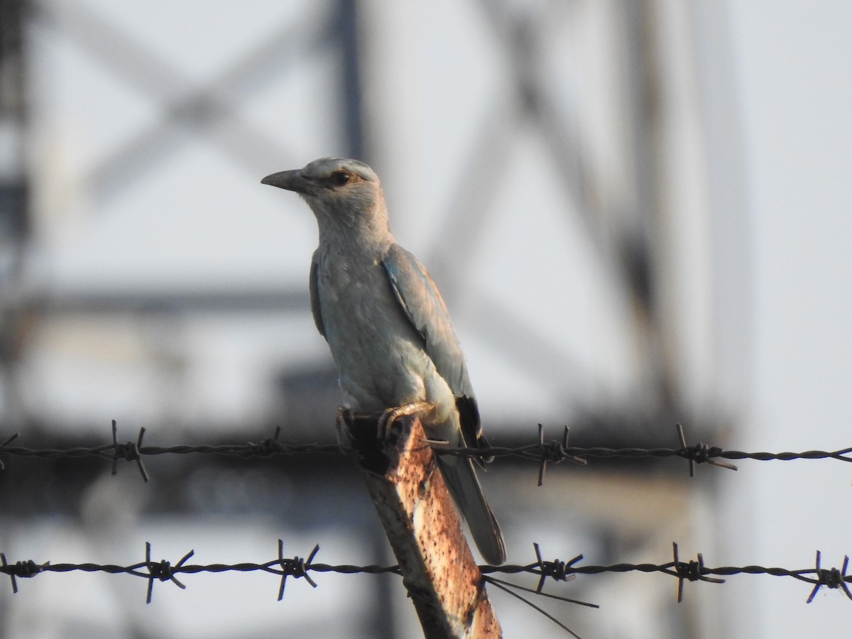 European Roller - KARTHIKEYAN R