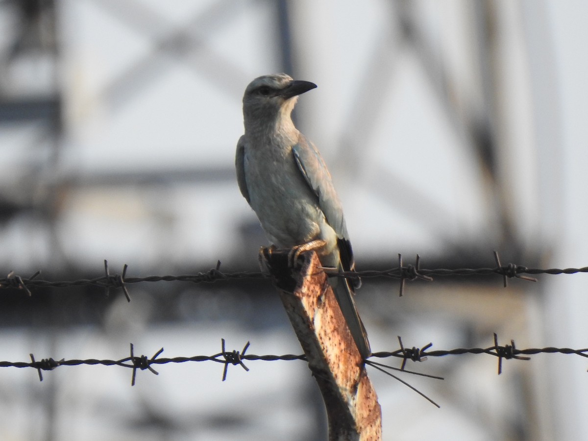 European Roller - ML409515351