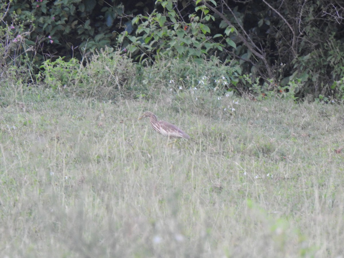 Indian Pond-Heron - ML409515431