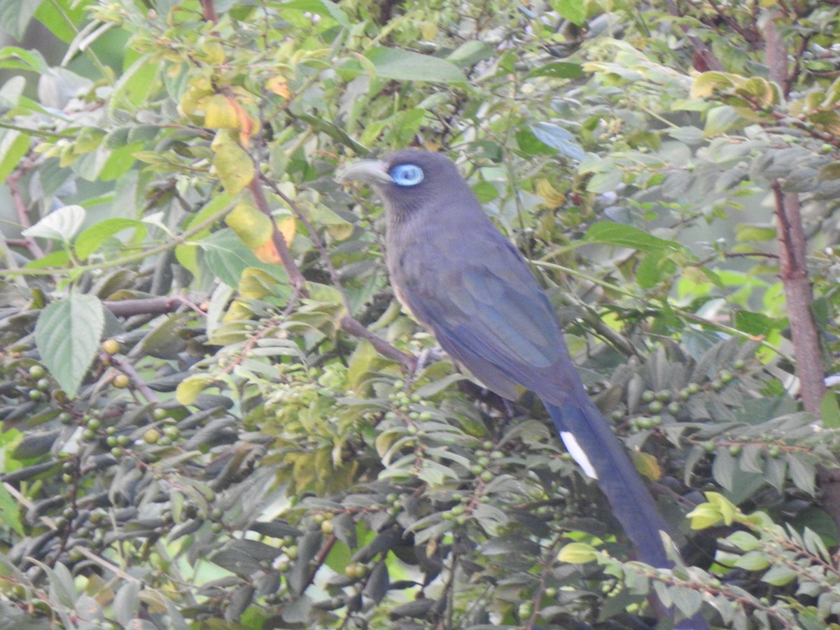 Blue-faced Malkoha - ML409515441