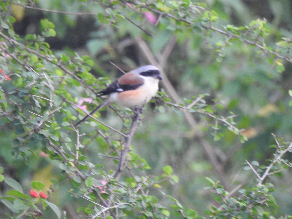 Bay-backed Shrike - ML409515481