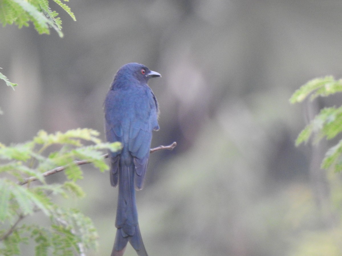 Ashy Drongo - ML409515491