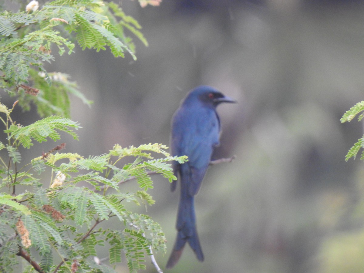 Ashy Drongo - ML409515501