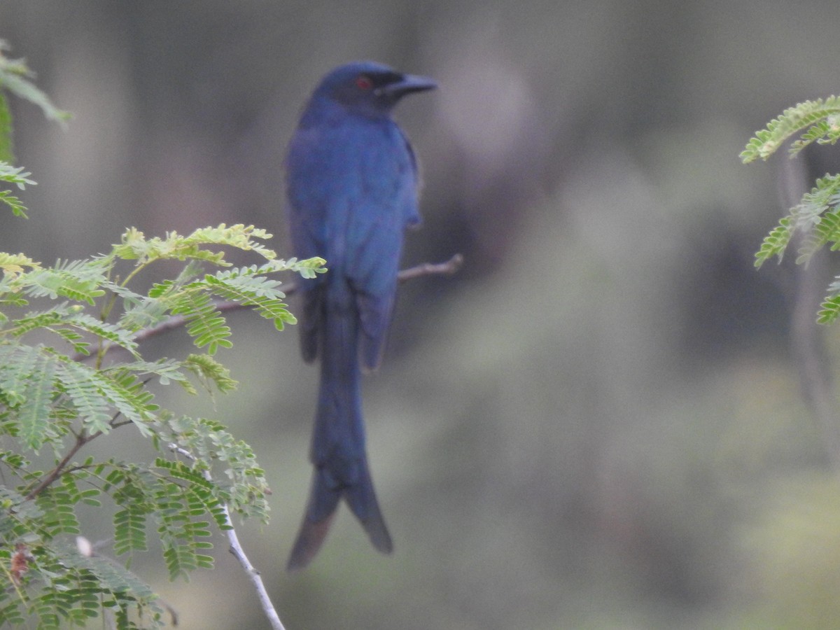 Ashy Drongo - ML409515521