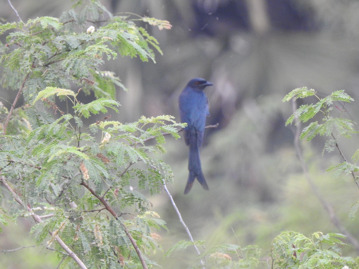 Ashy Drongo - ML409515541