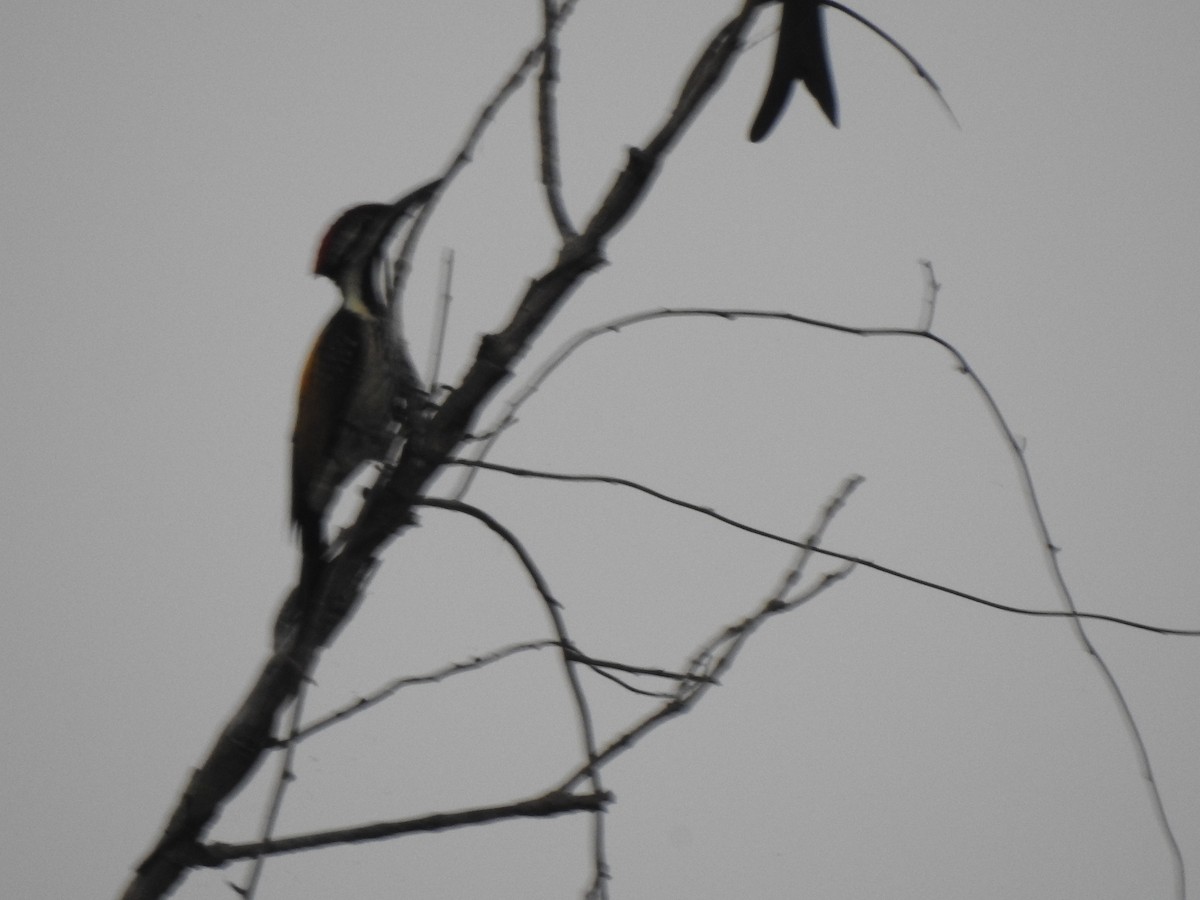 Black-rumped Flameback - ML409515551