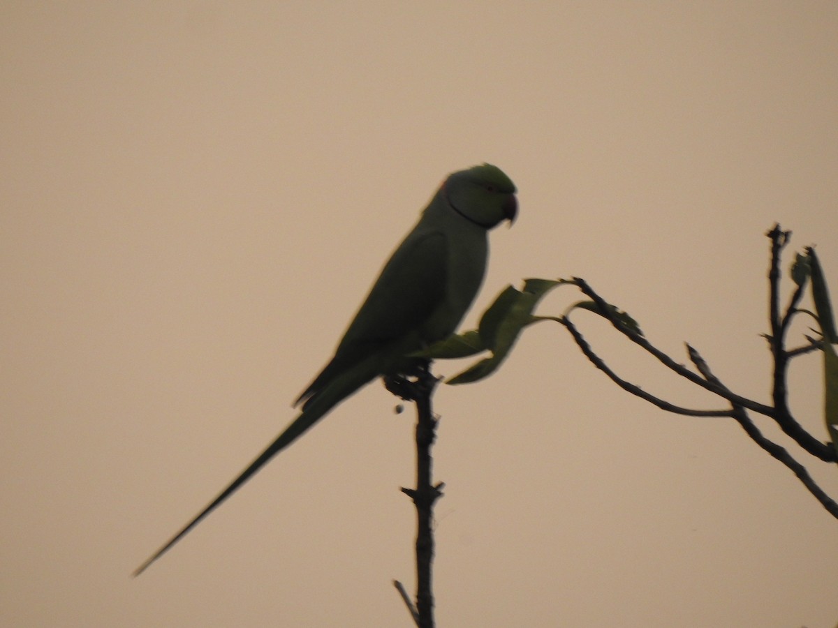 Rose-ringed Parakeet - ML409515611