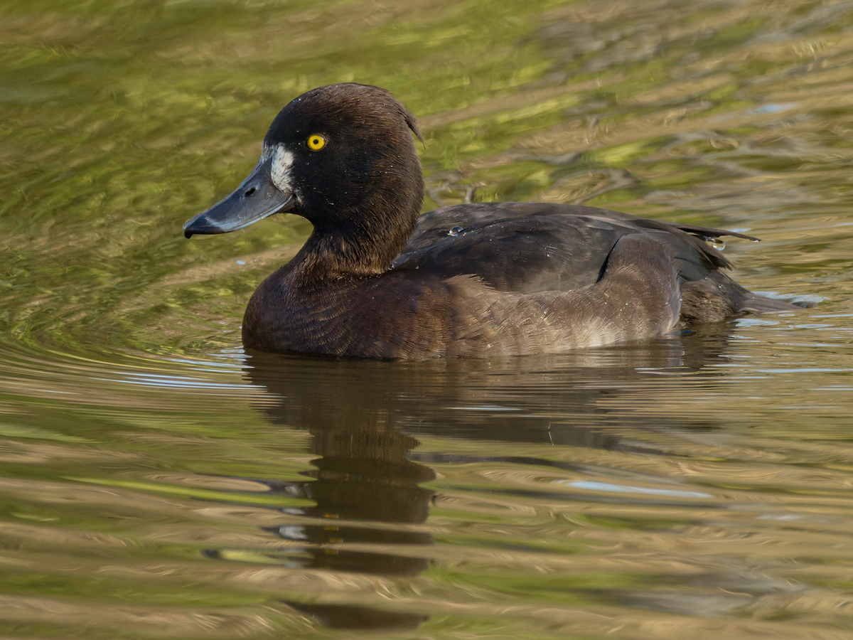 鳳頭潛鴨 - ML409515781