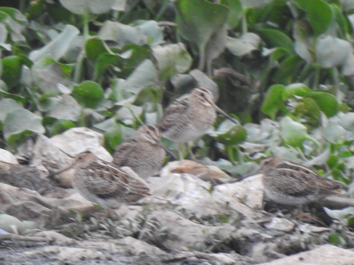 snipe sp. - ML409516091